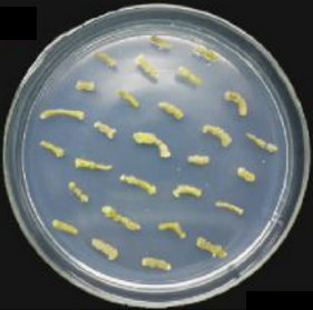 Agrobacterium Strains
